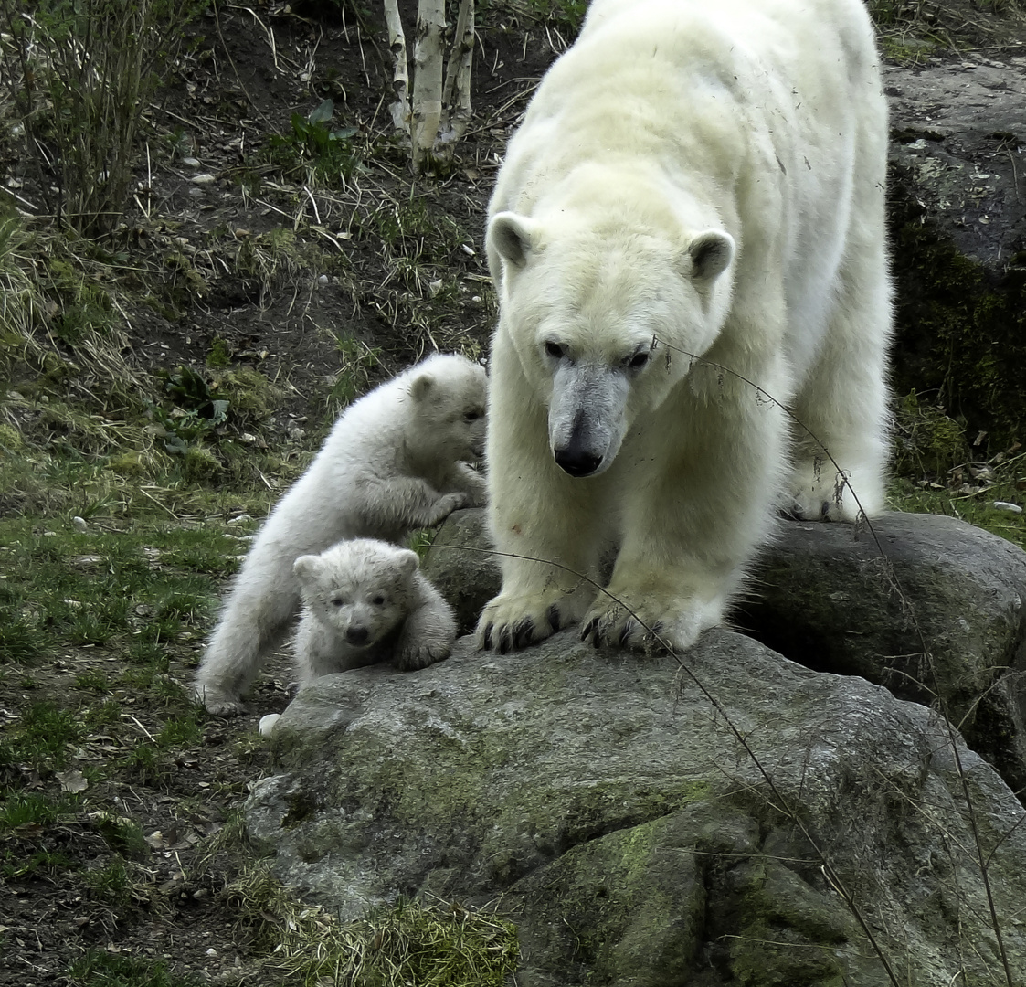 die Familie