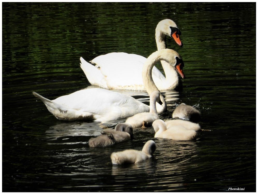 Die Familie Foto & Bild natur, zoo, tiere Bilder auf