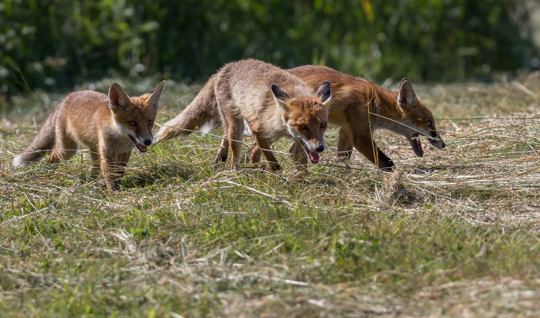 Die Familie Fuchs ...