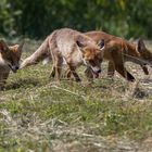 Die Familie Fuchs ...