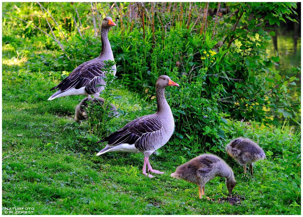 - Die Familie Graugans - ( Anser anser )