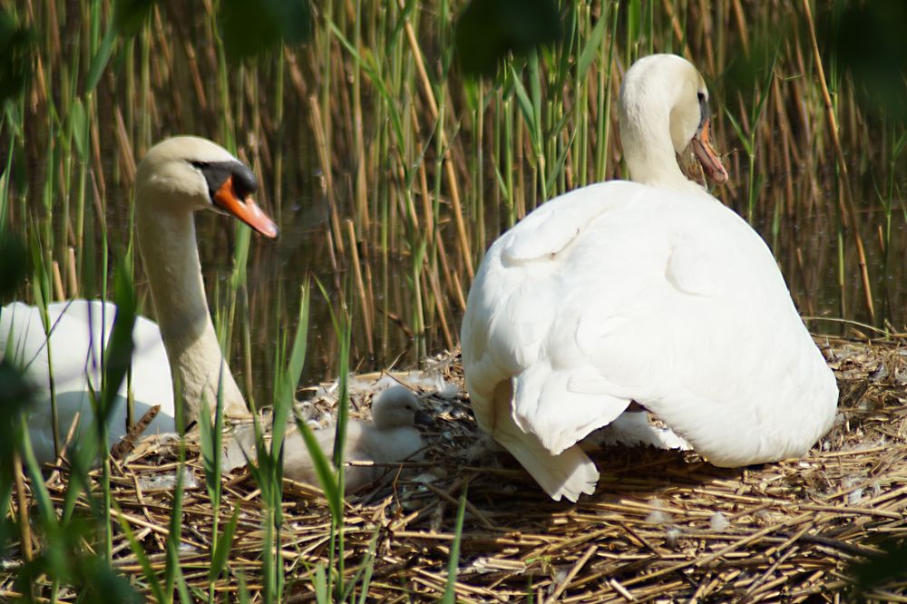 Die Familie ist komplett