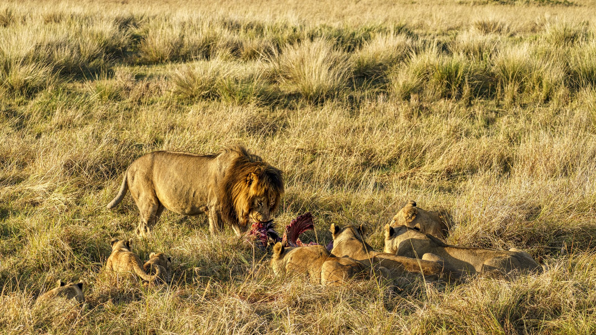 Die Familie muß warten, Massai Mara, 2021.08.05