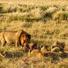 Die Familie muß warten, Massai Mara, 2021.08.05