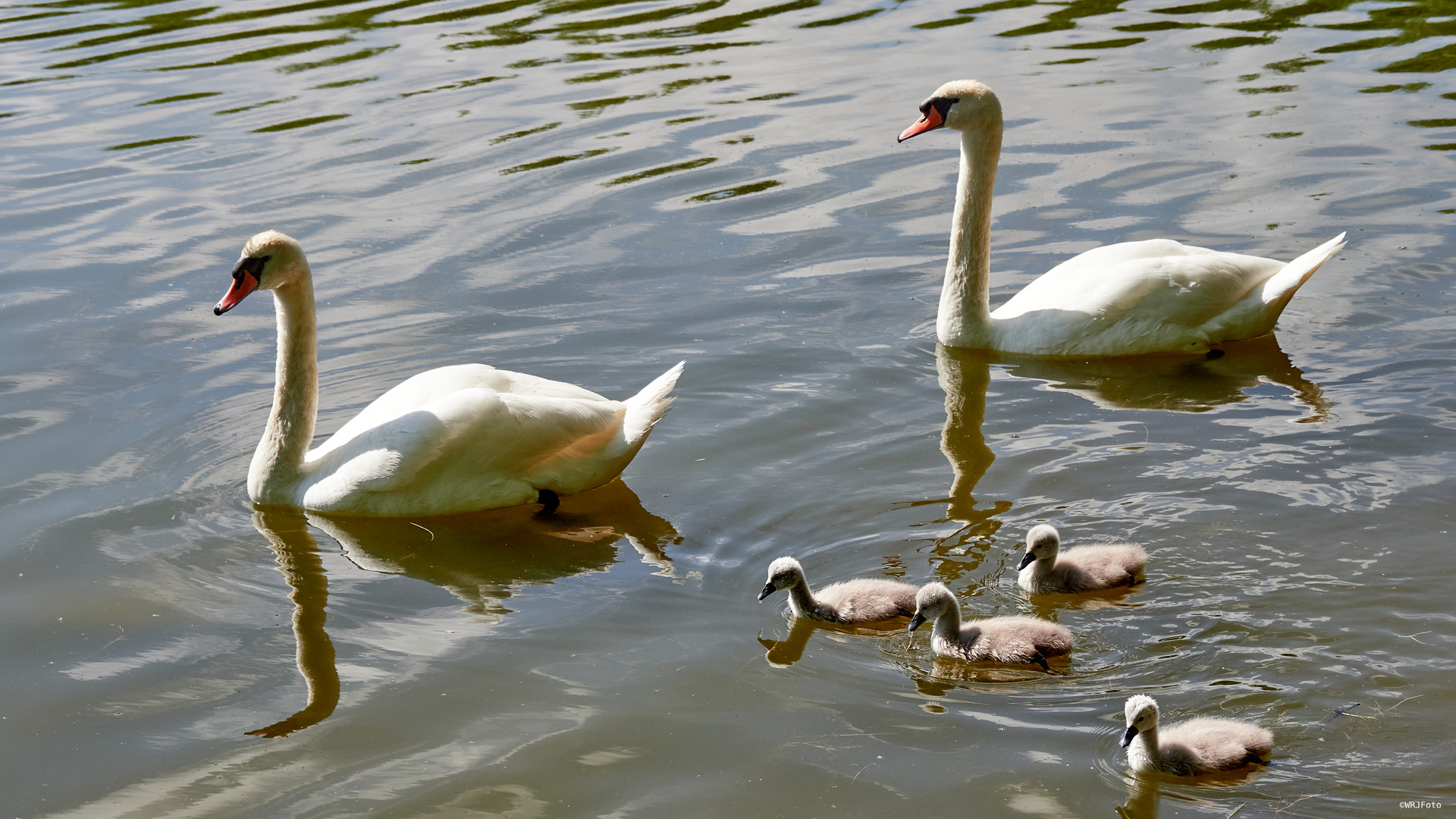 Die Familie Schwan ...