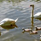 Die Familie Schwan ...