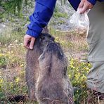 Die Familienoberhäupter lassen sich auch mal anfassen