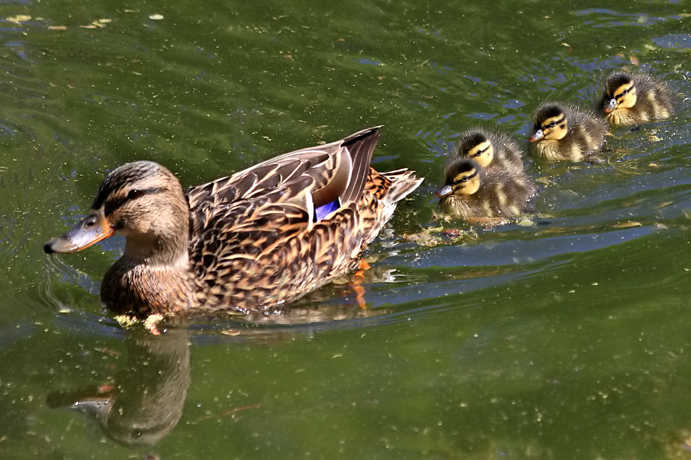 Die fantastisch flinken 4 vom Poppelsdorfer Weiher!