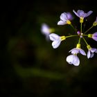 Die fantastische Welt des Wiesenschaumkrauts