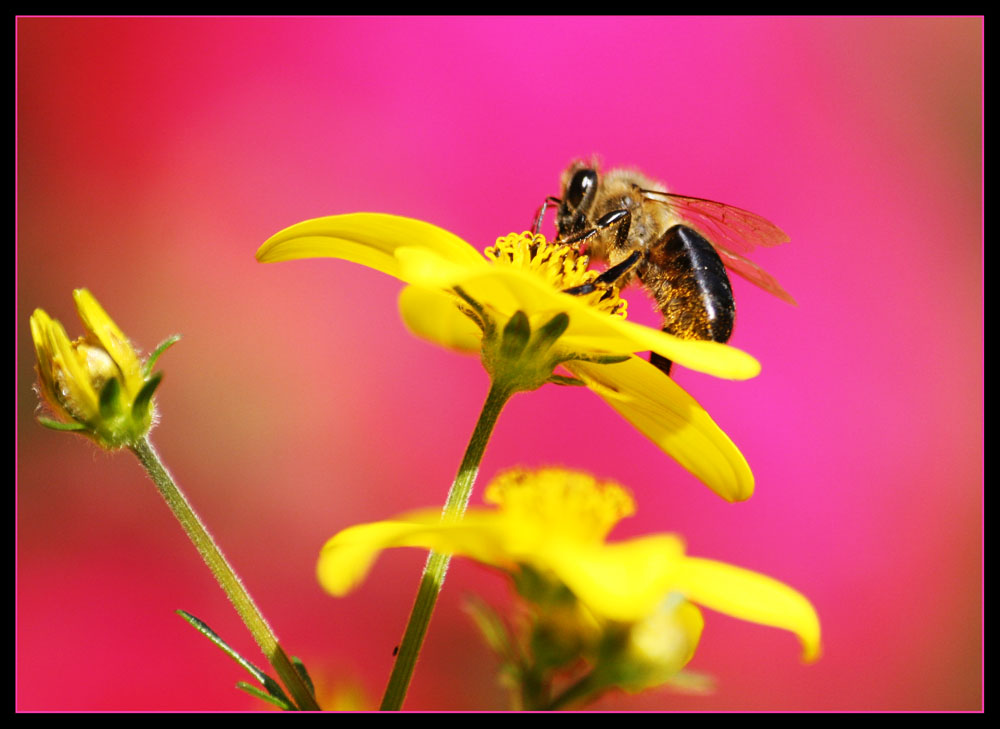 Die fantastischen Farben der Natur