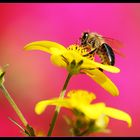 Die fantastischen Farben der Natur