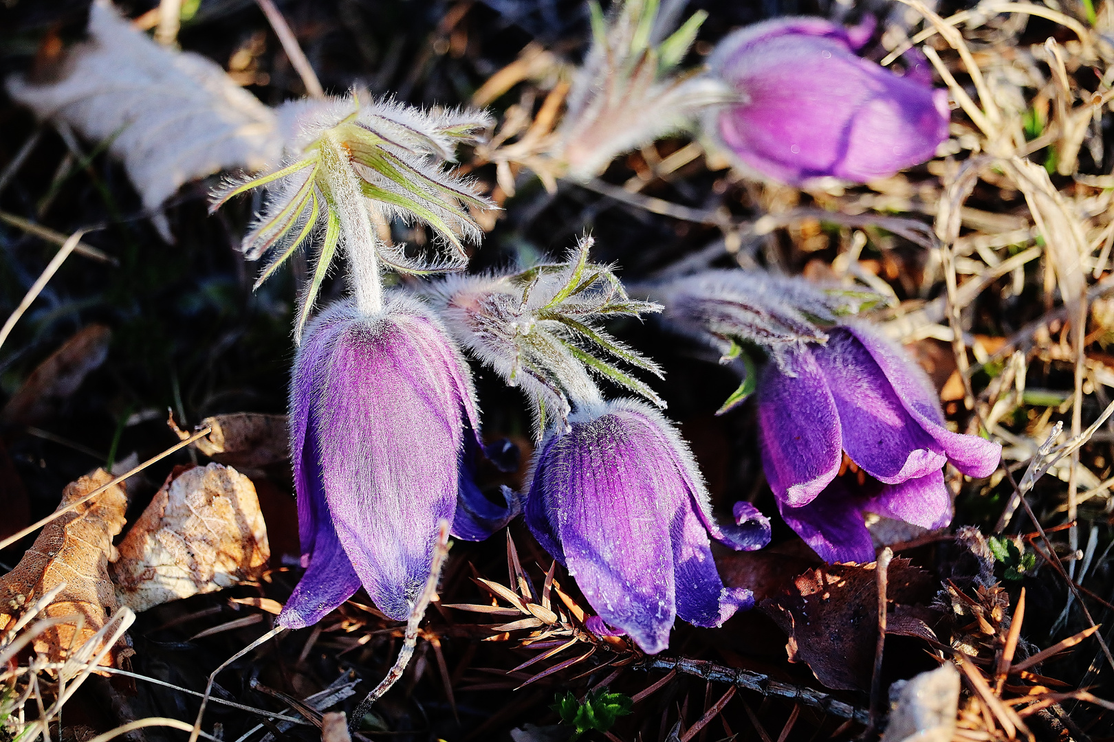 Die Farbe b l a u / 2 ( Nach kalter Nacht...)