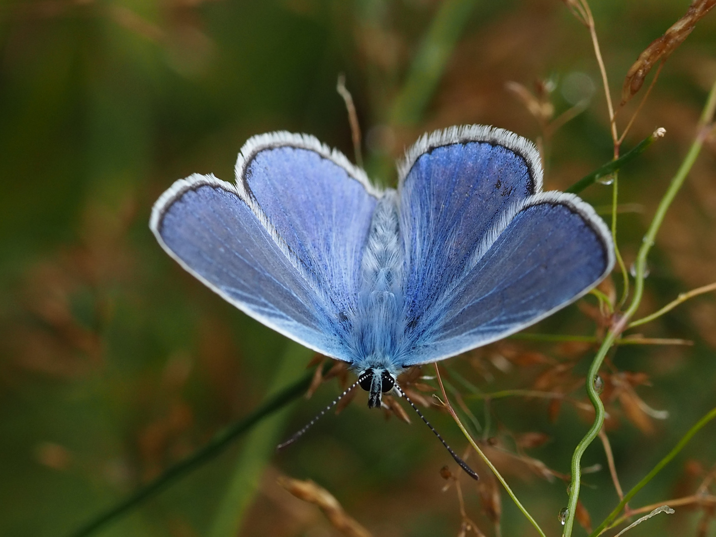 Die Farbe blau