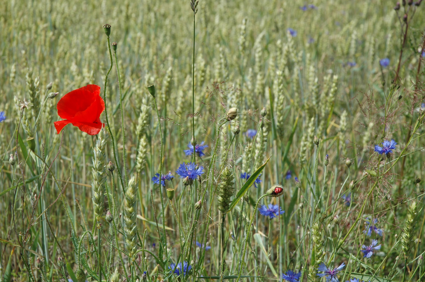 Die Farbe Blau