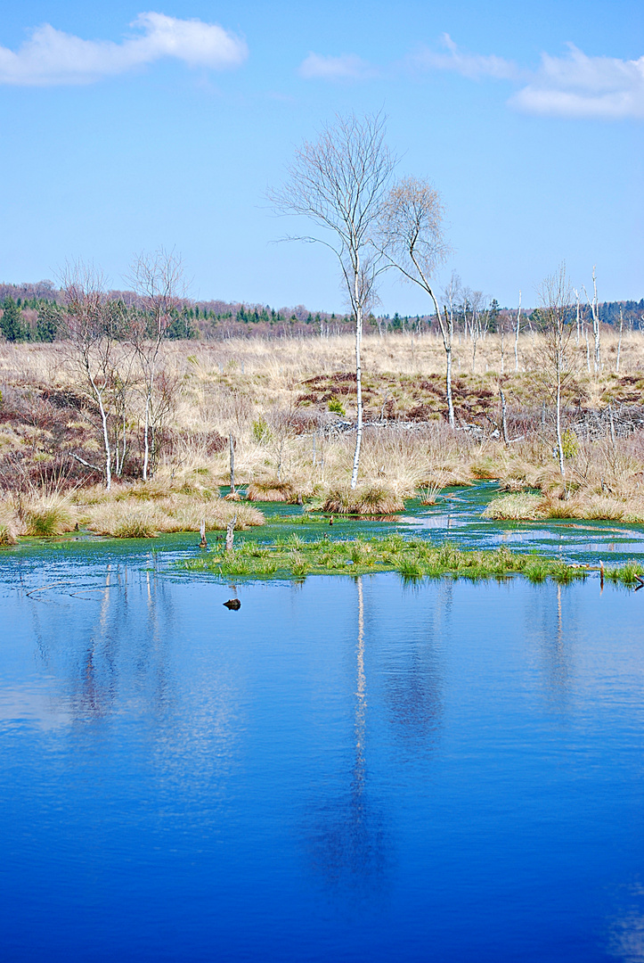 die Farbe BLAU...