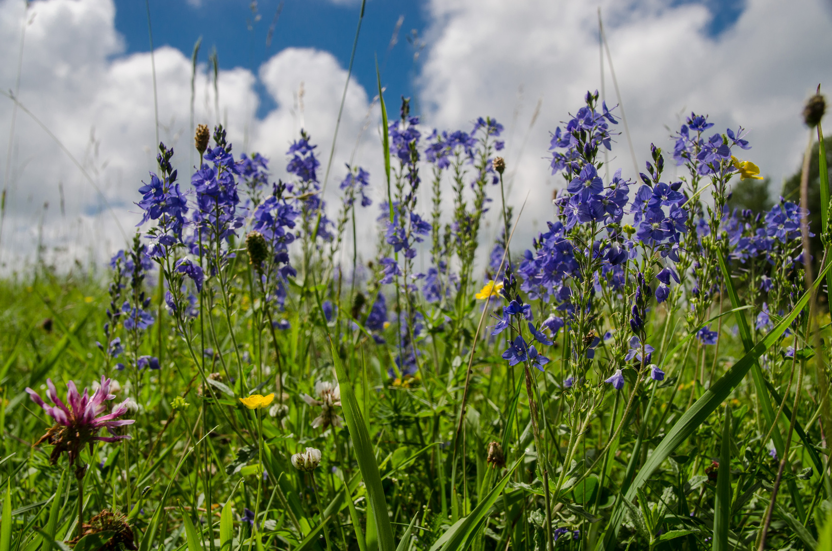 Die Farbe BLAU