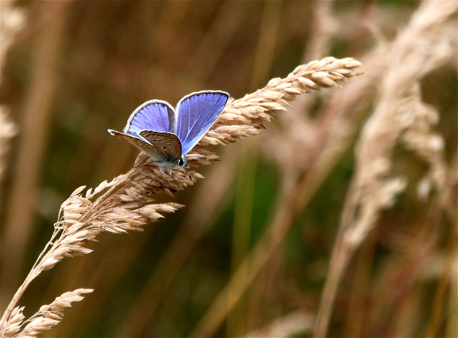 ° Die Farbe Blau °