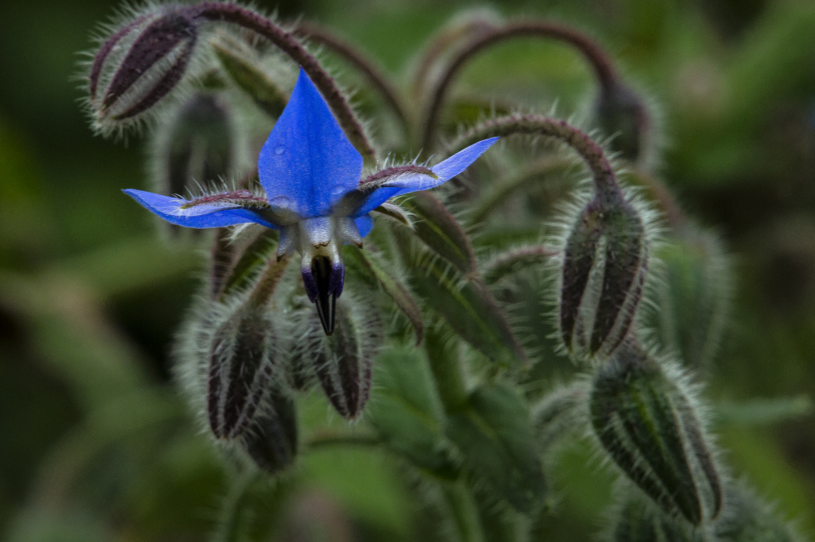 Die Farbe Blau