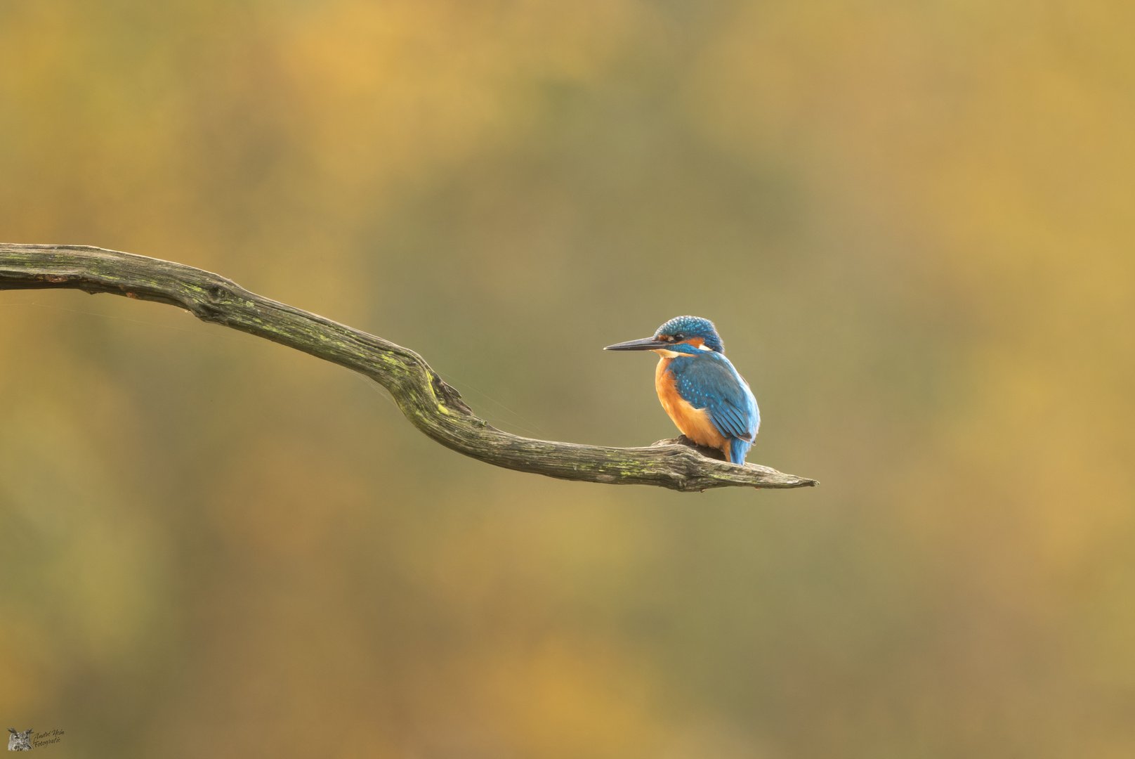 Die Farbe blau sieht man nicht oft im bunten Herbst.