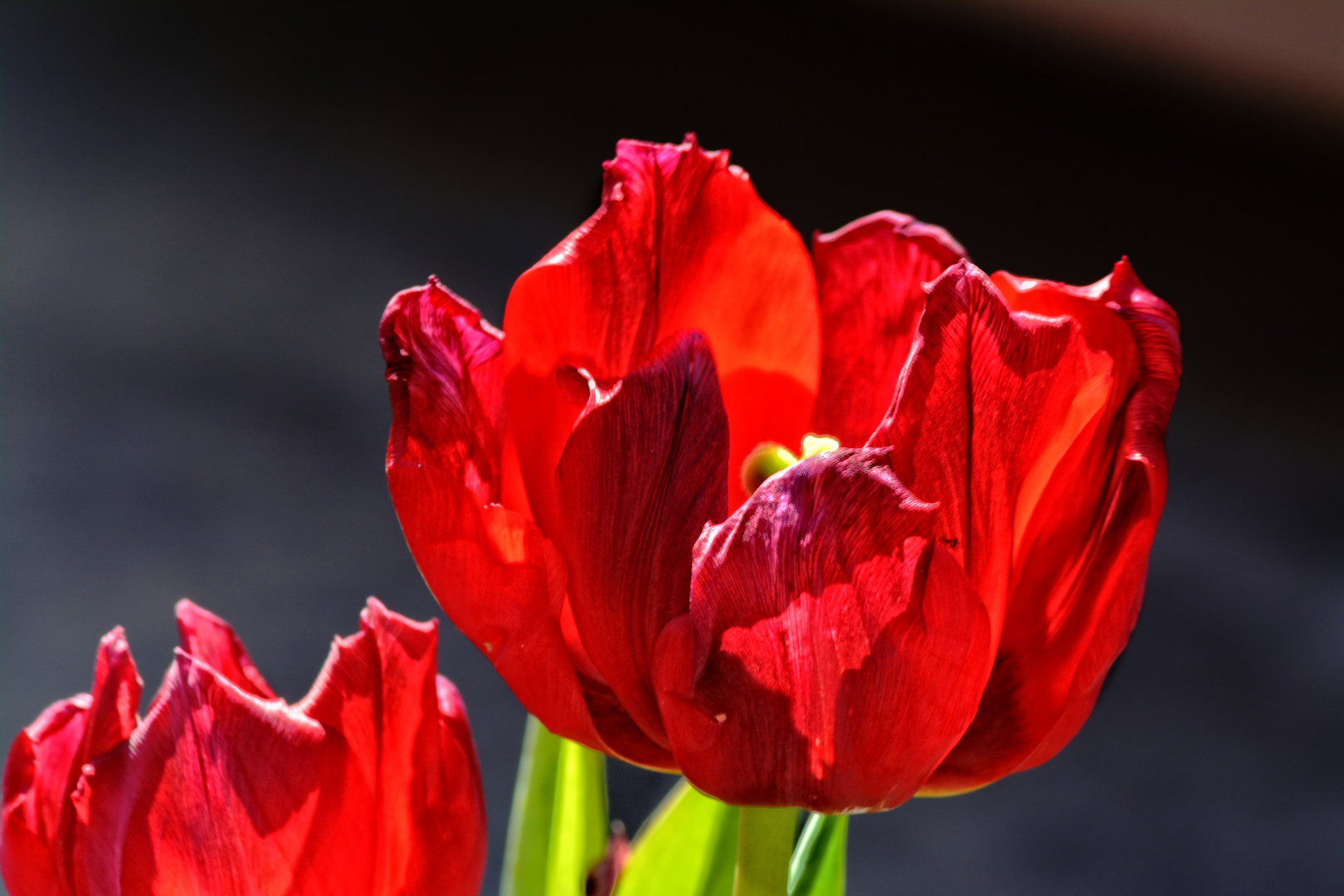 Die Farbe der Liebe im leuchtenden Licht