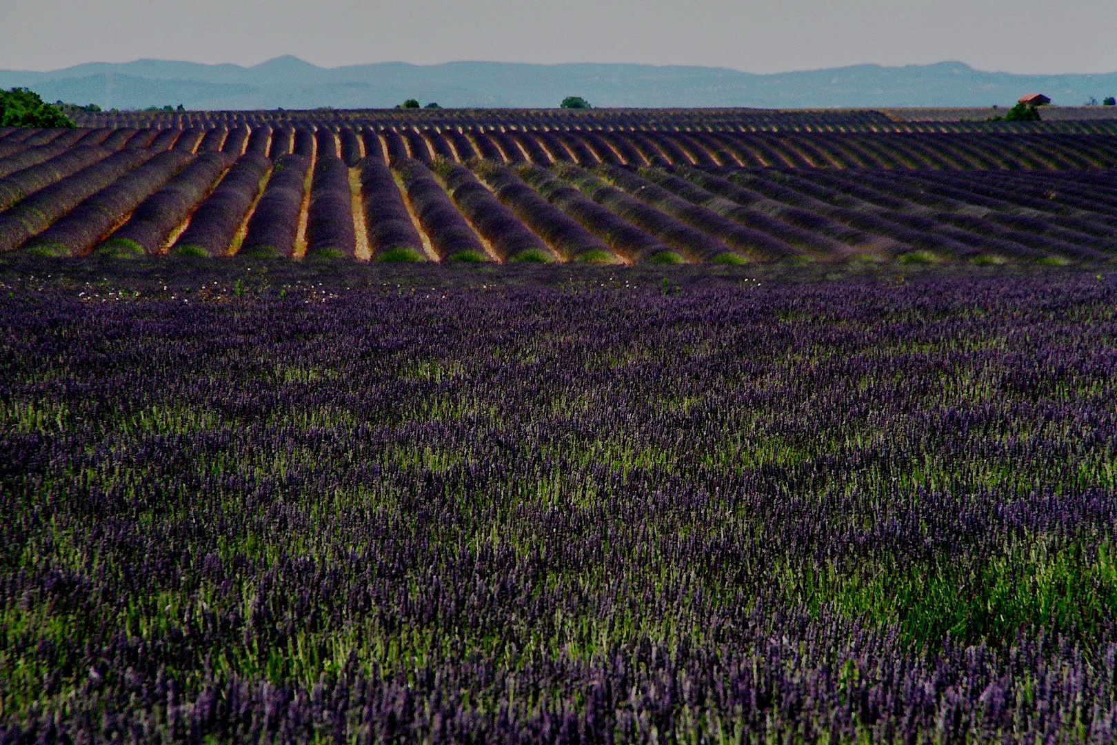 Die Farbe der Provence