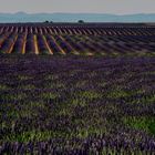 Die Farbe der Provence