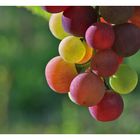 Die Farbe der Weintrauben
