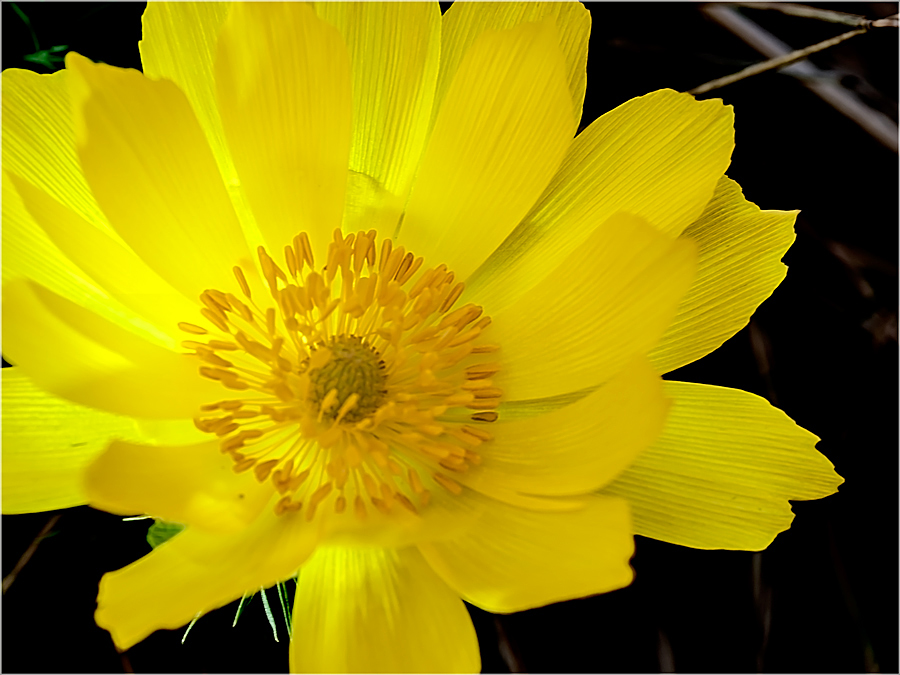 Die Farbe des Frühlings