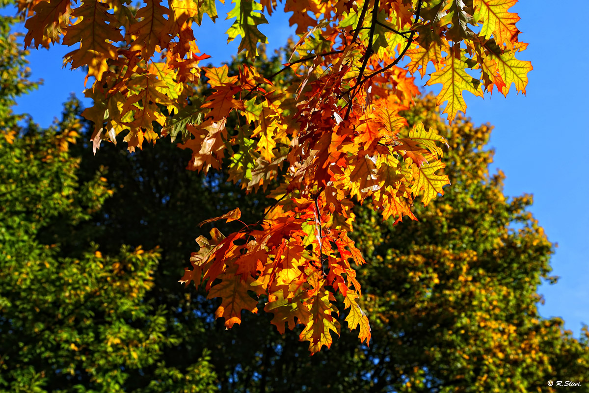 Die Farbe des Herbst