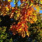 Die Farbe des Herbst