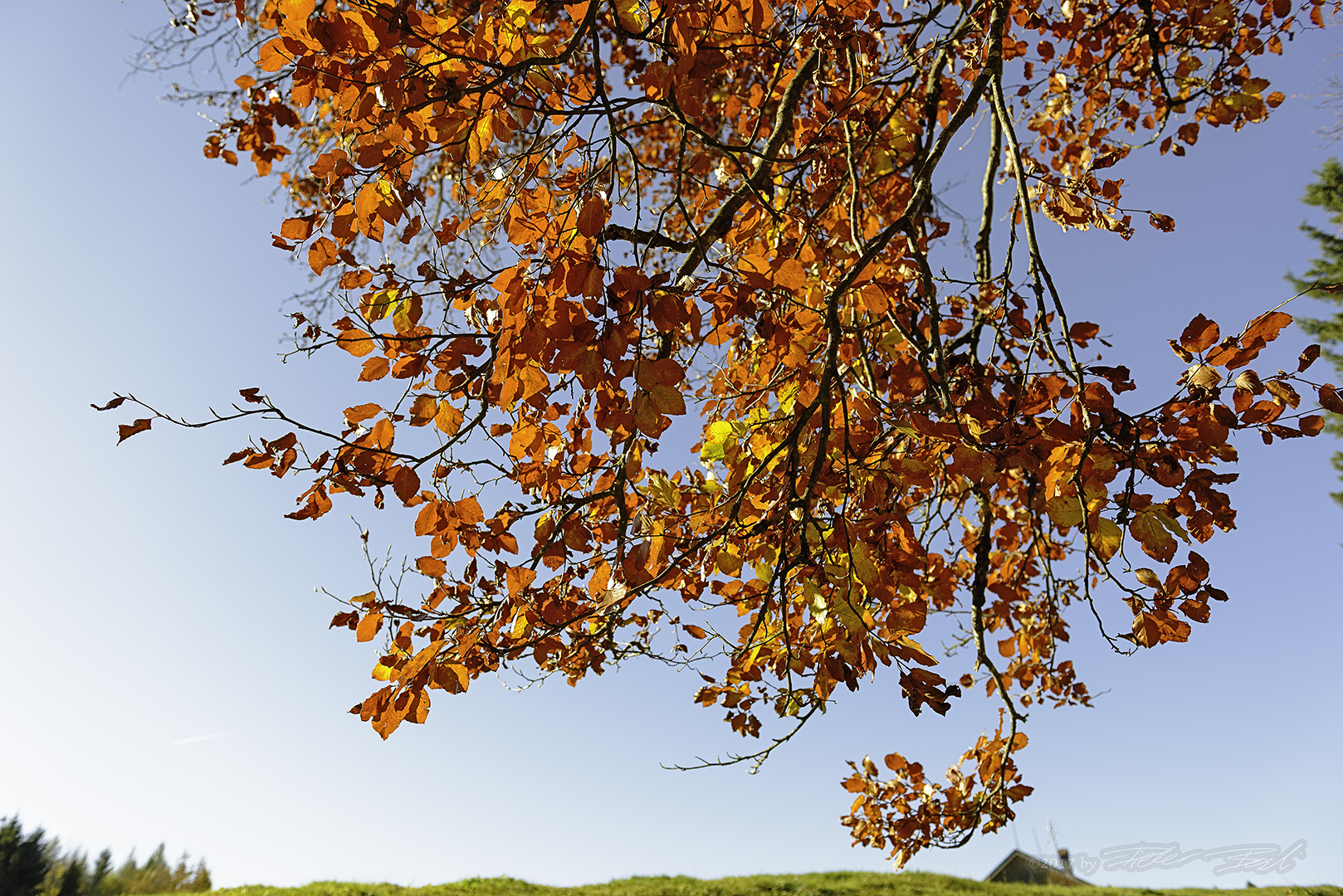 Die Farbe des Herbstes