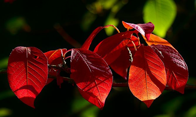 Die Farbe des Herbstes