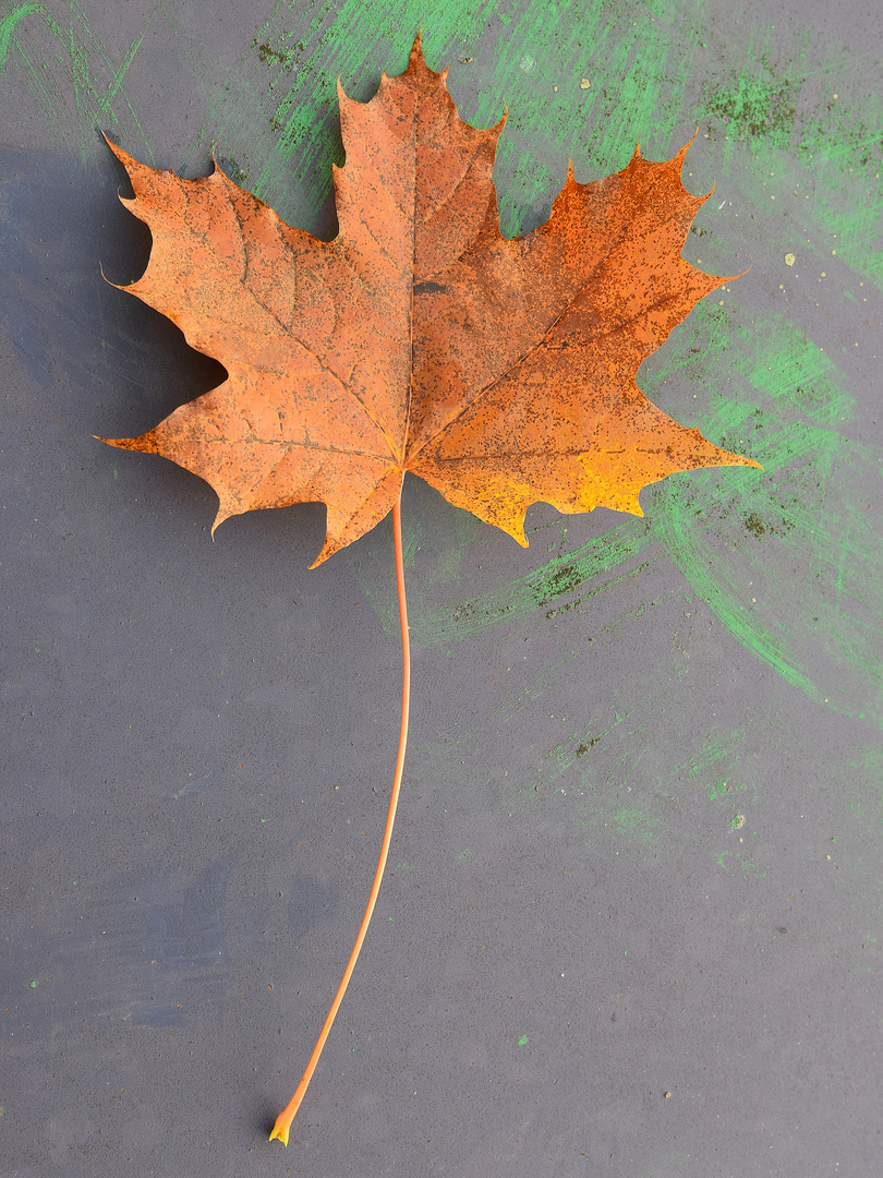 Die Farbe des Herbstes - Ahornblatt
