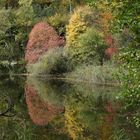 Die Farbe des Herbstes - am Weiher.