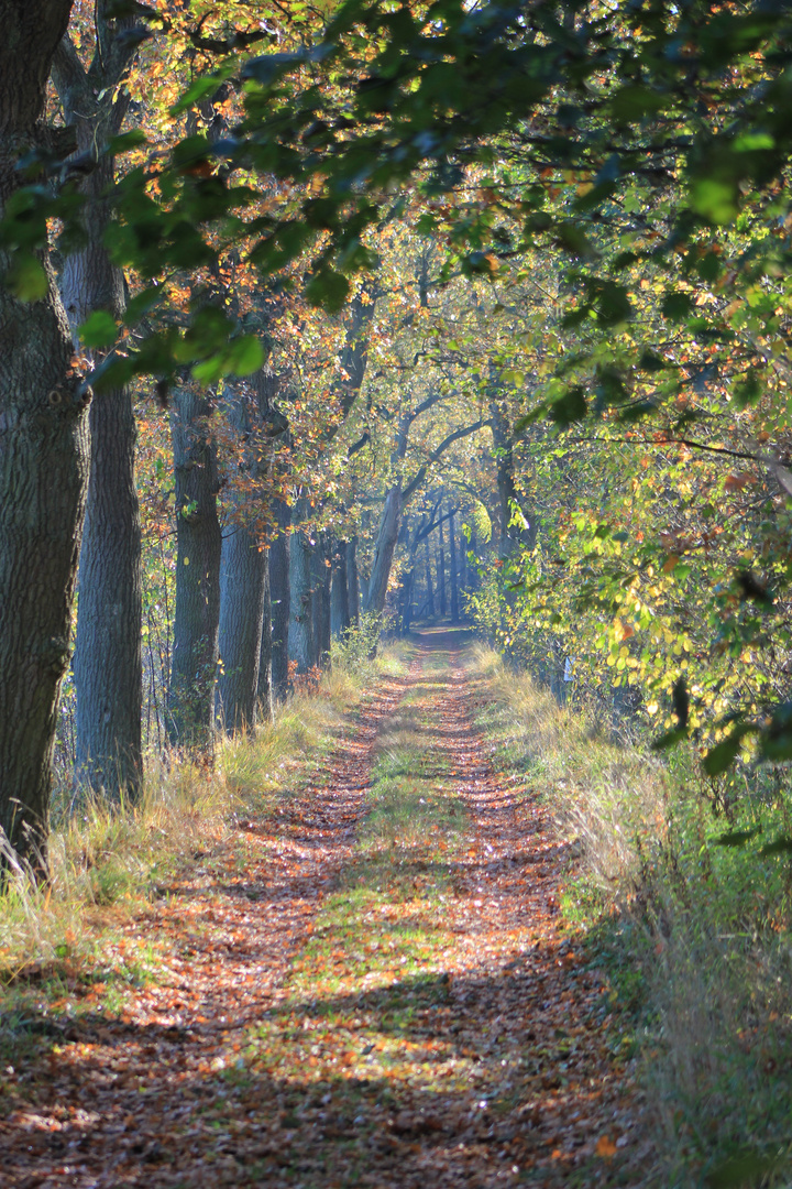 Die Farbe des Herbstes