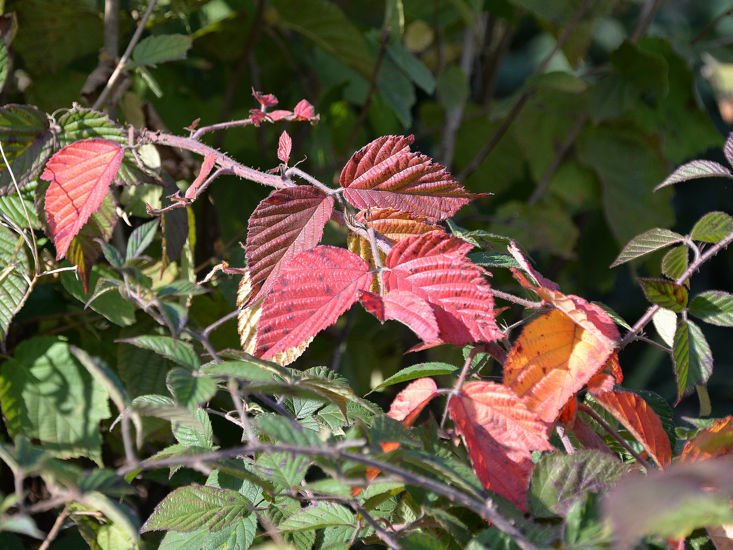 Die Farbe des Herbstes - Brombeerstrauch.