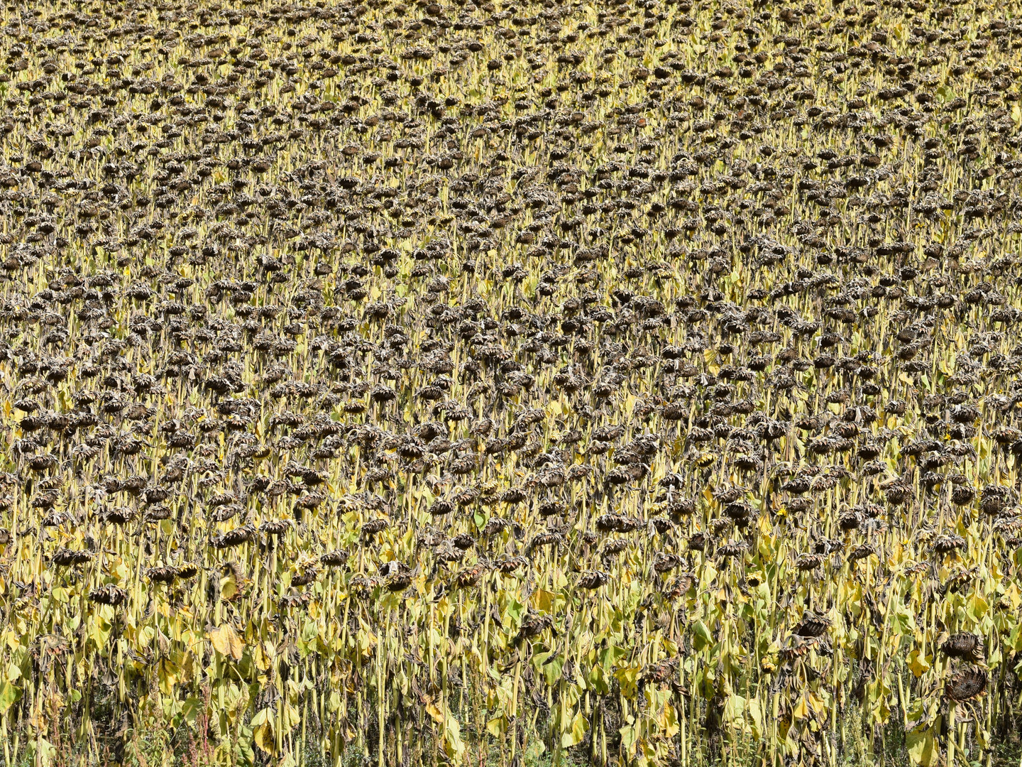 Die Farbe des Herbstes - Sonnenblumenfeld.