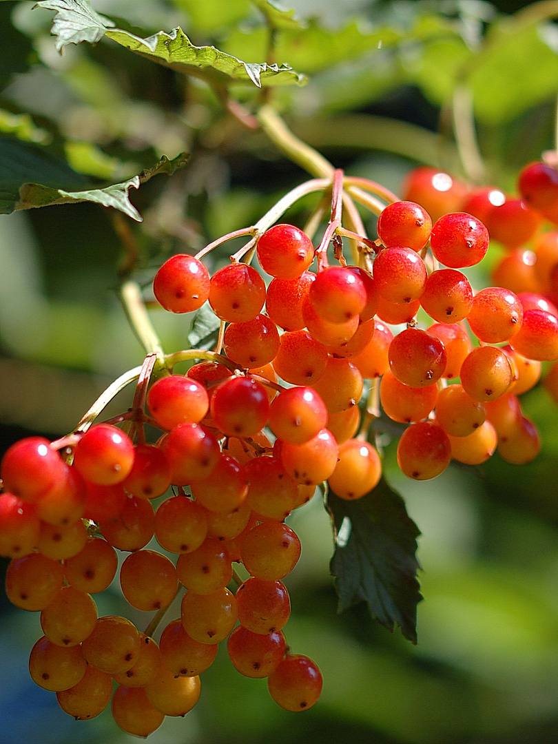 Die Farbe des Herbstes. (Viburnum opulus)