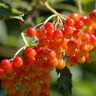 Die Farbe des Herbstes. (Viburnum opulus)