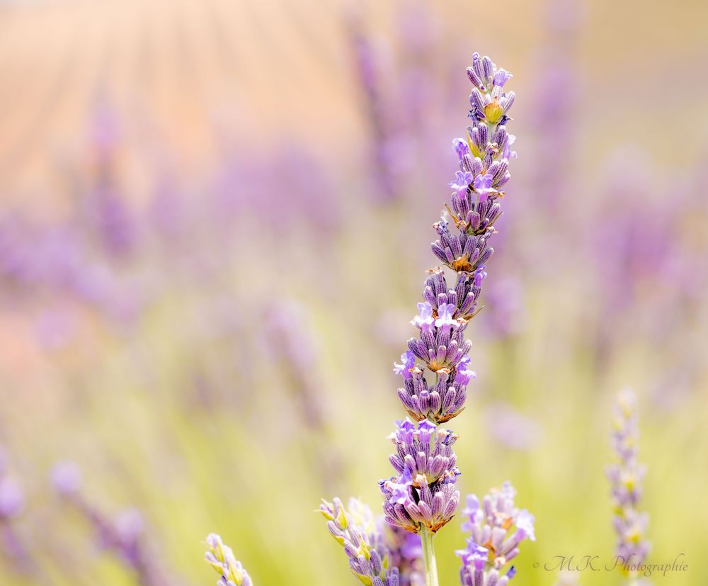 Die Farbe des Lavendel