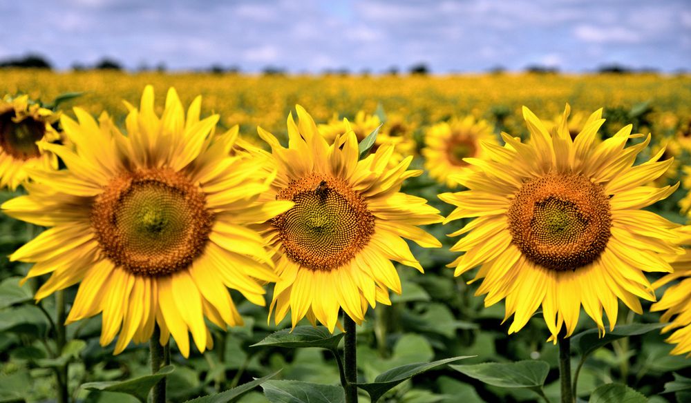 Bilder mit Gelb: Eine Reise in die Welt der Farbe