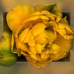 DIE FARBE GELB
