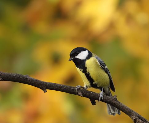 .*.*.*.*   die Farbe Gelb .*.*.*.*