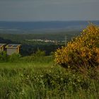 die Farbe Gelb in der Eifellandschaft