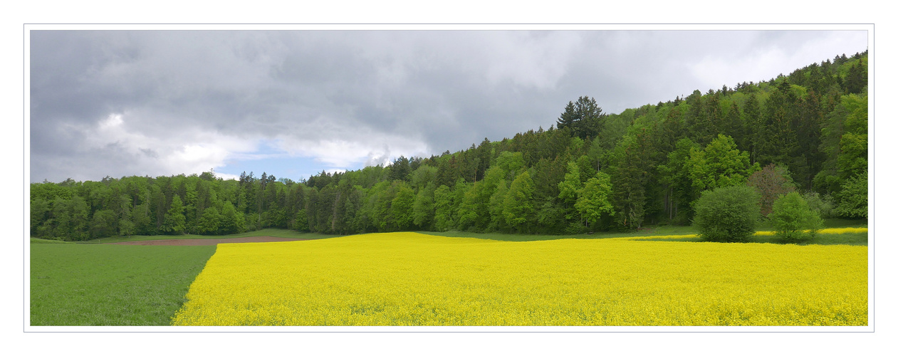 Die Farbe Gelb in der Landschaft.