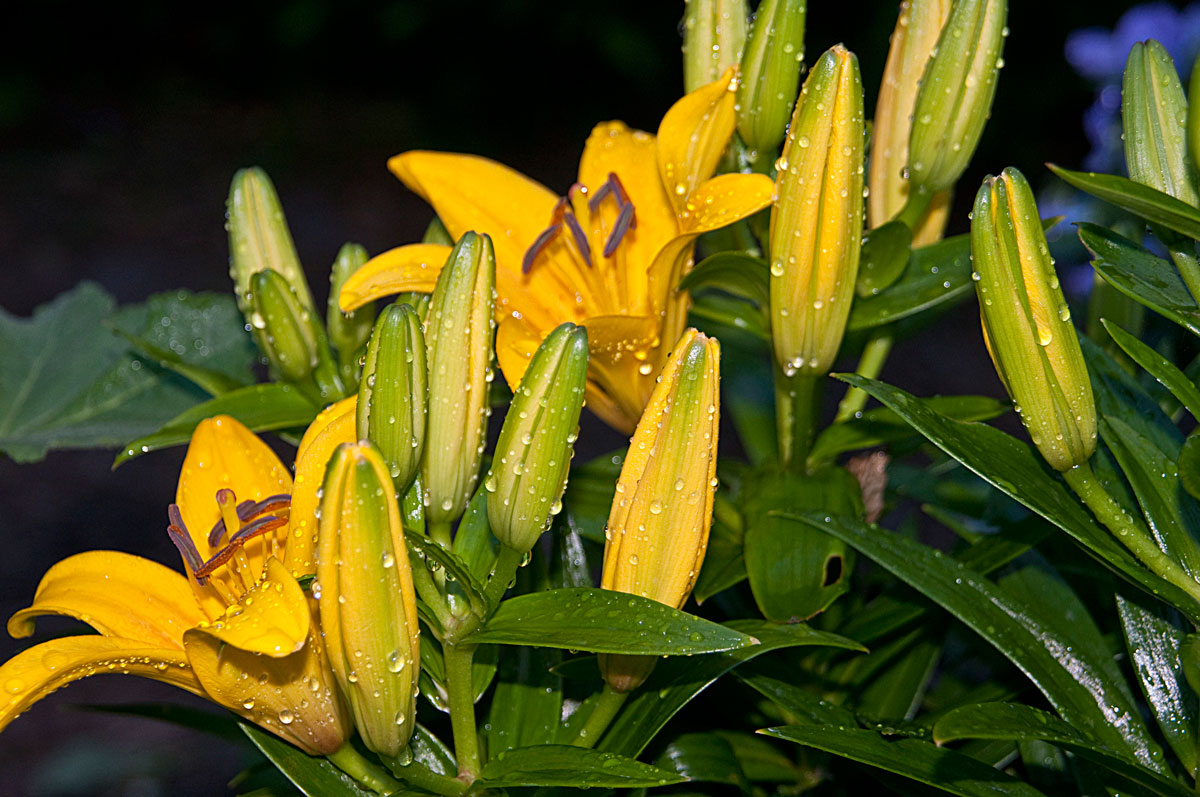 ...die Farbe Gelb in meinem Garten....