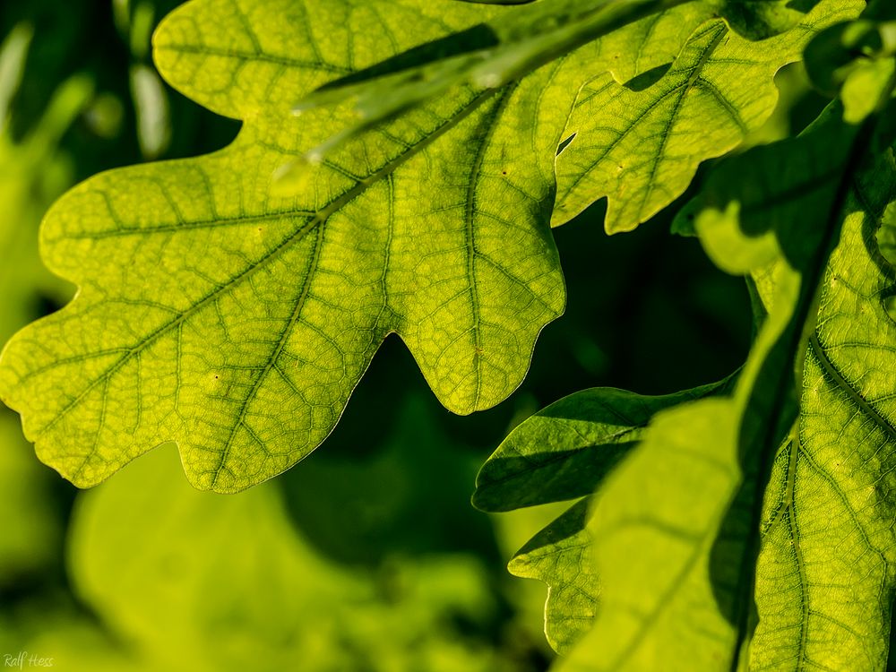 Die Farbe Grün