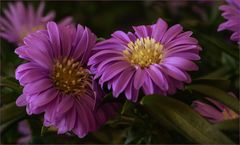 Die Farbe Lila...
