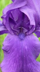 die Farbe lila
