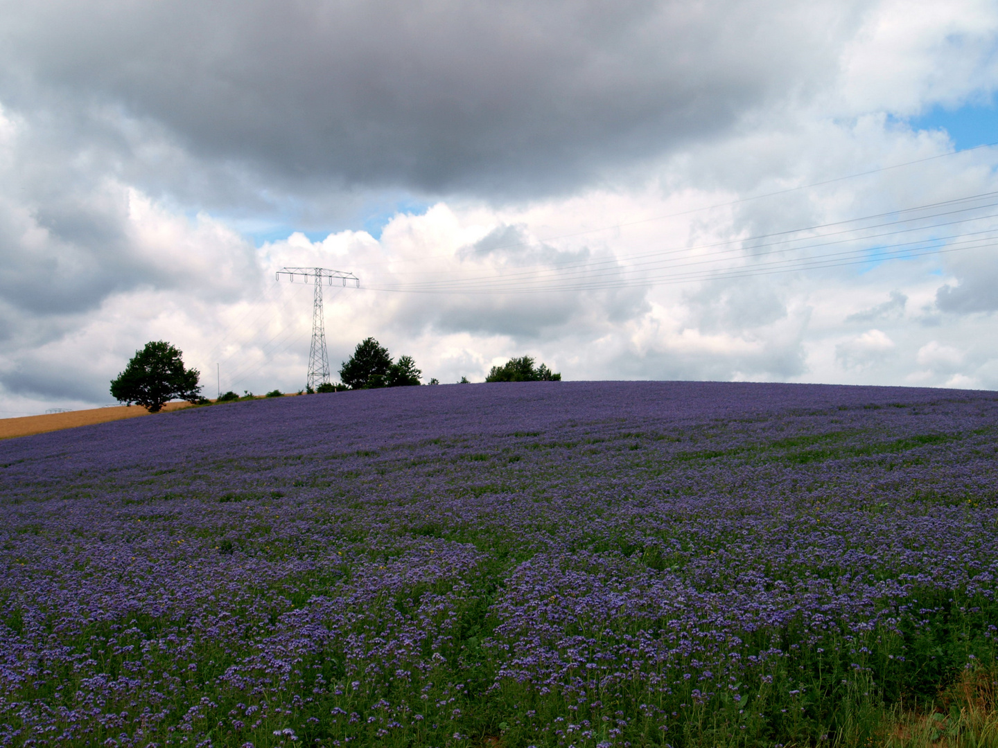 Die Farbe Lila